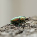 Christmas Beetle by wenbow