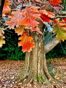8th Jan 2024 - These last colorful Shumard oak leaves will be gone in a few days.
