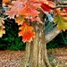 These last colorful Shumard oak leaves will be gone in a few days. by congaree