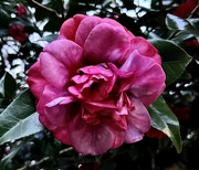 9th Jan 2024 - Camellia