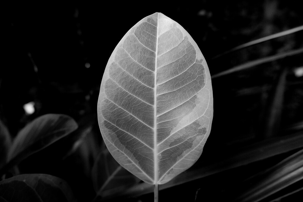 a leaf by peta_m