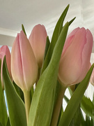 8th Jan 2024 - Tulips
