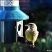 Little greenfinch by rosiekind