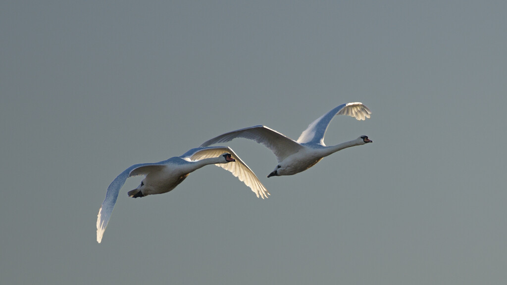 Swans in flight by whdarcyblueyondercouk