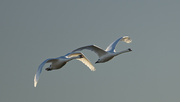 9th Jan 2024 - Swans in flight