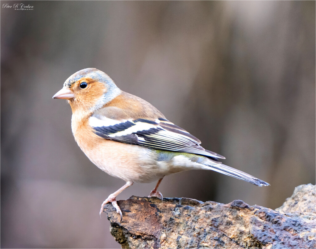 Chaffinch by pcoulson