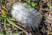 8th Jan 2024 - A Dove feather...