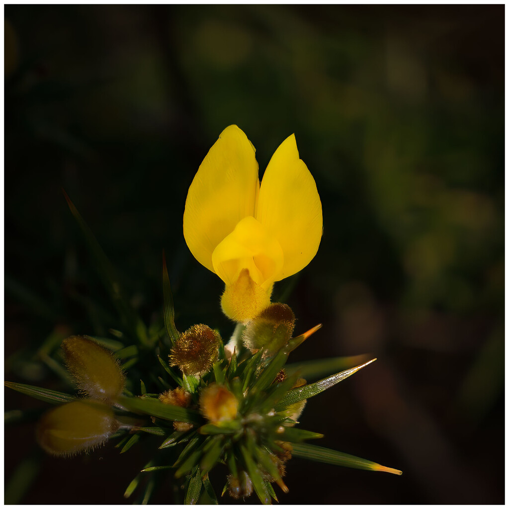 Gorse flower by clifford