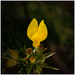 Gorse flower by clifford