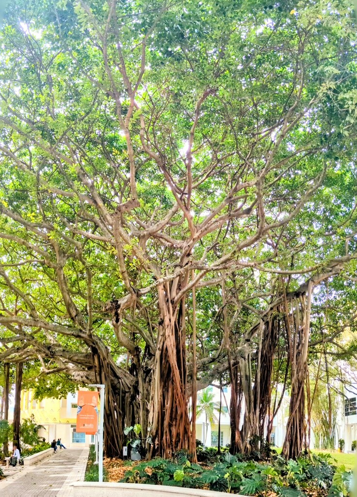 Banyan coverage in my travels by skuland