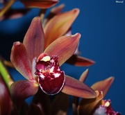 9th Jan 2024 - Cymbidium orchid