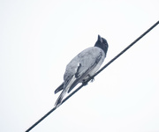 8th Jan 2024 - black headed cuckoo shrike