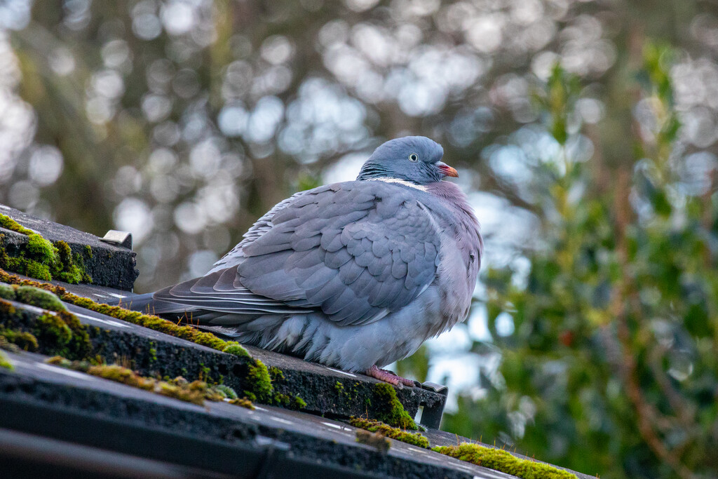 Puffed up Pigeon by carole_sandford