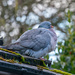 Puffed up Pigeon by carole_sandford