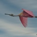 LHG_3184 Roseate spoonbill in flight by rontu