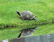 9th Jan 2024 - A Good Day for Turtles