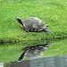 A Good Day for Turtles by peggysirk