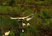 10th Jan 2024 - Ibis....Coming In To Land ~