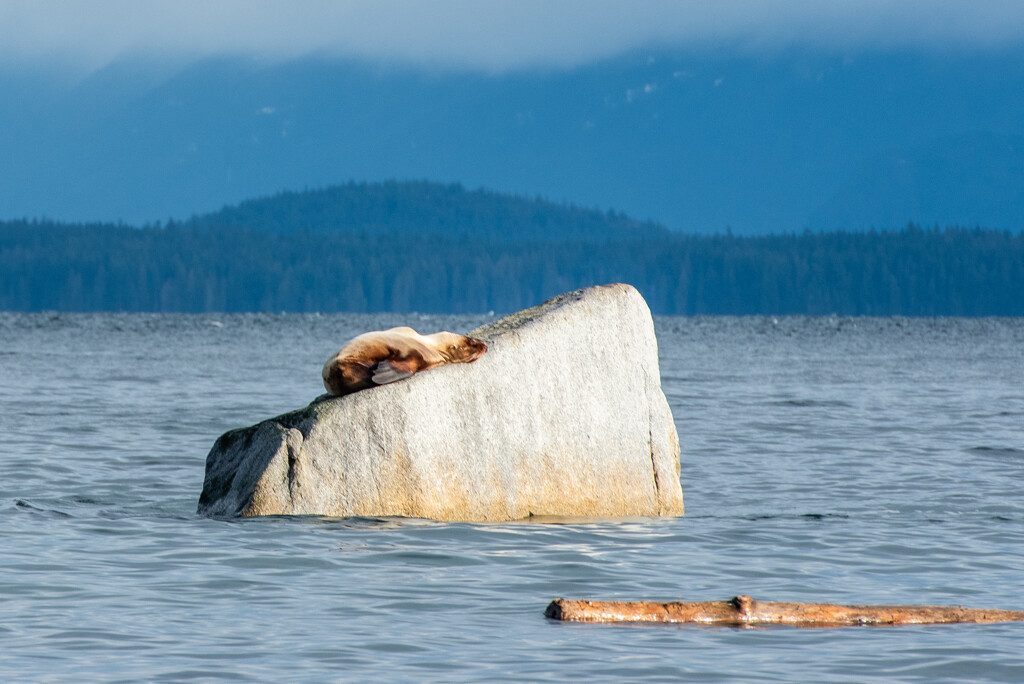 Sea Lion on our Big Rock by kwind