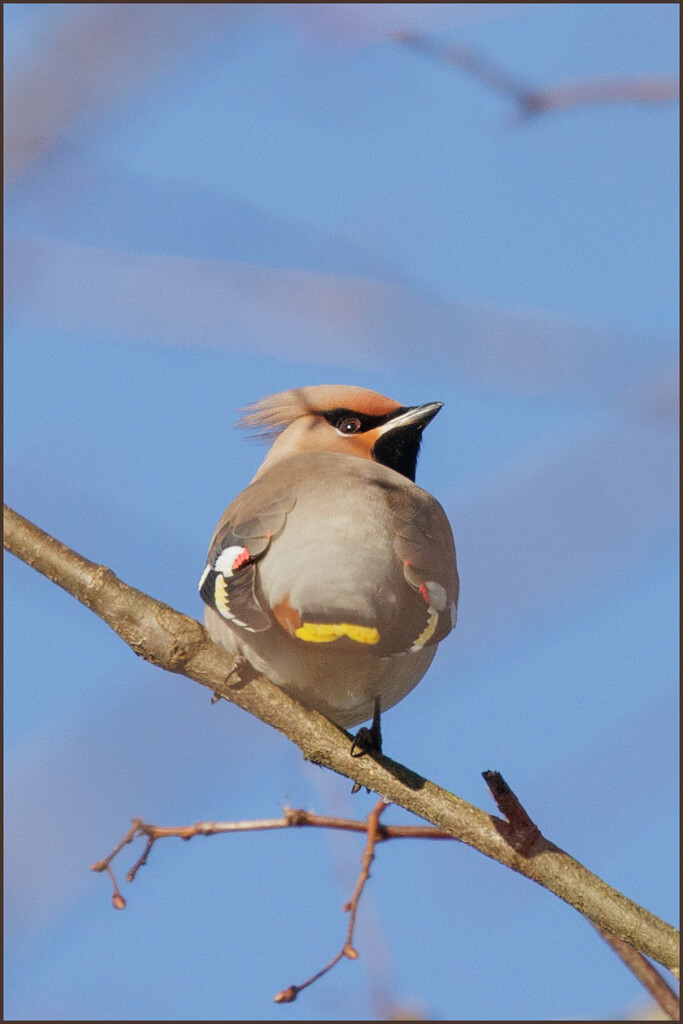 9 - Waxwing in the Sunshine by marshwader