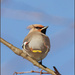 9 - Waxwing in the Sunshine by marshwader