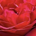A Red Red Rose by gardenfolk