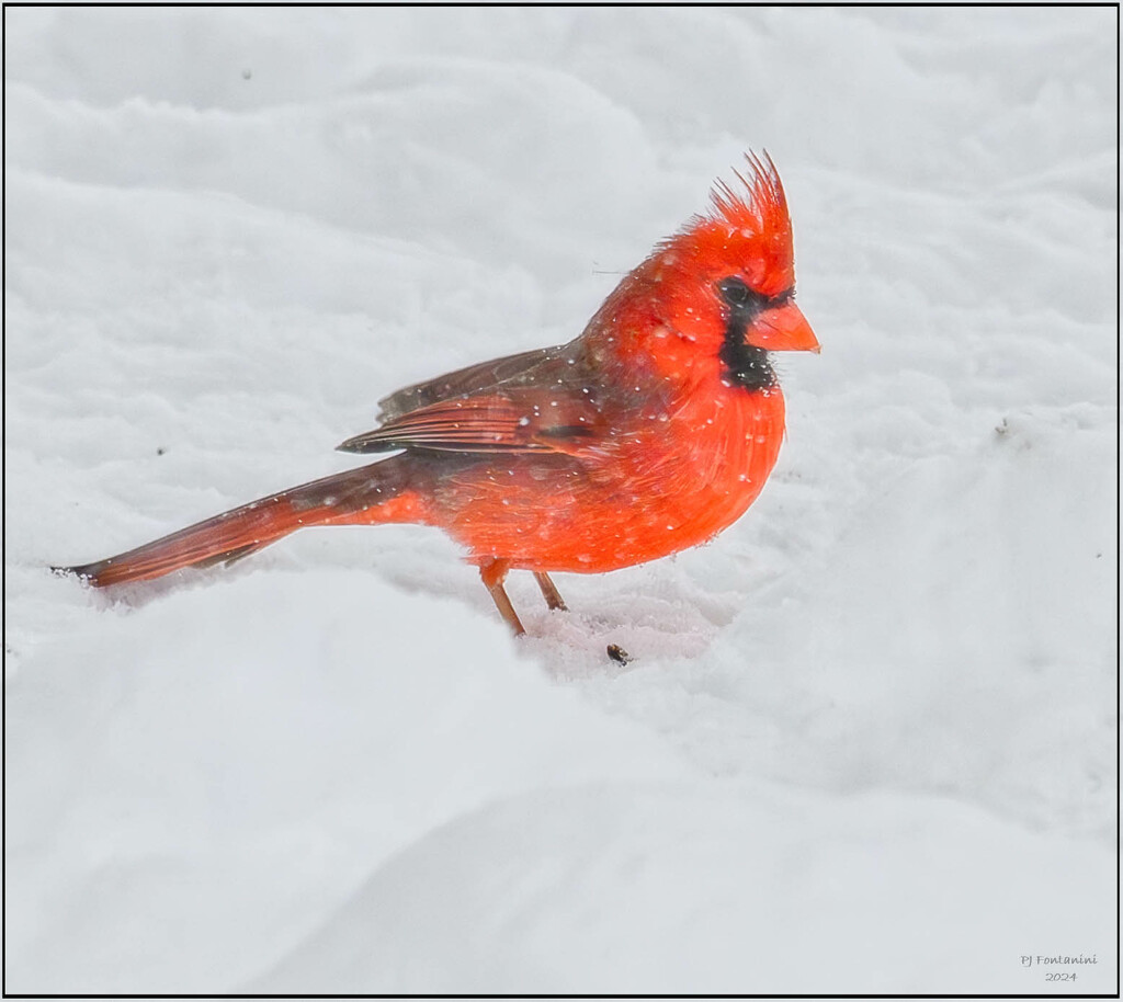 Snow Day Cardinal by bluemoon
