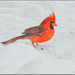Snow Day Cardinal by bluemoon
