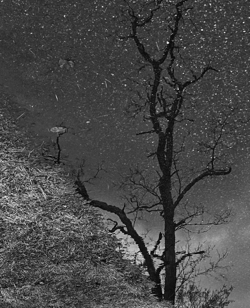 Tree in the snow?? by jnewbio