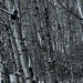 Winter aspens  by pirish