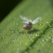 Garden bug count - 10 by yaorenliu