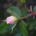 1 9 Rosebud horizonal by sandlily