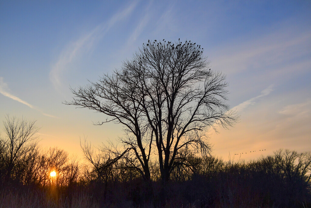 Bird-filled Tree at Sunset by kareenking