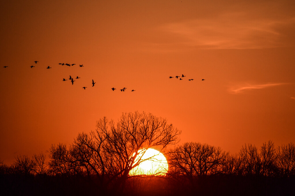 Scattered Geese at Sunset by kareenking