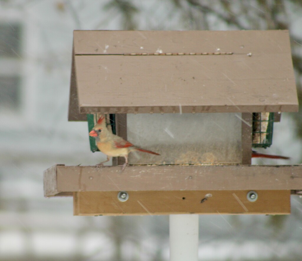 Feeder in the snow by mltrotter