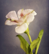 8th Jan 2024 - surviving flower 