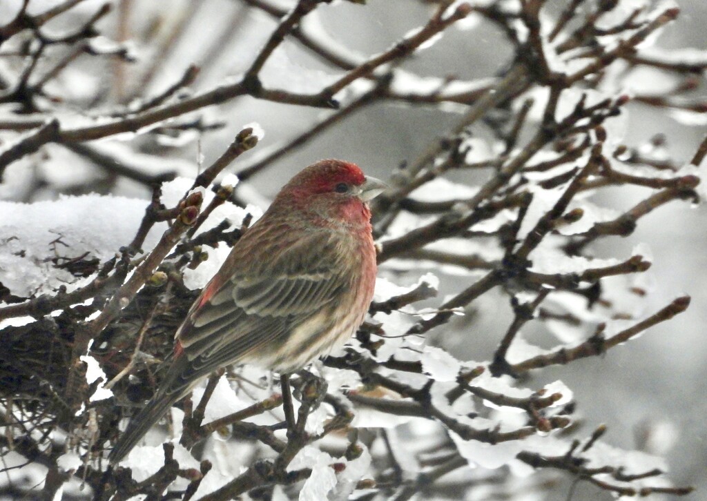 House Finch in the snow by amyk