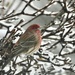House Finch in the snow by amyk