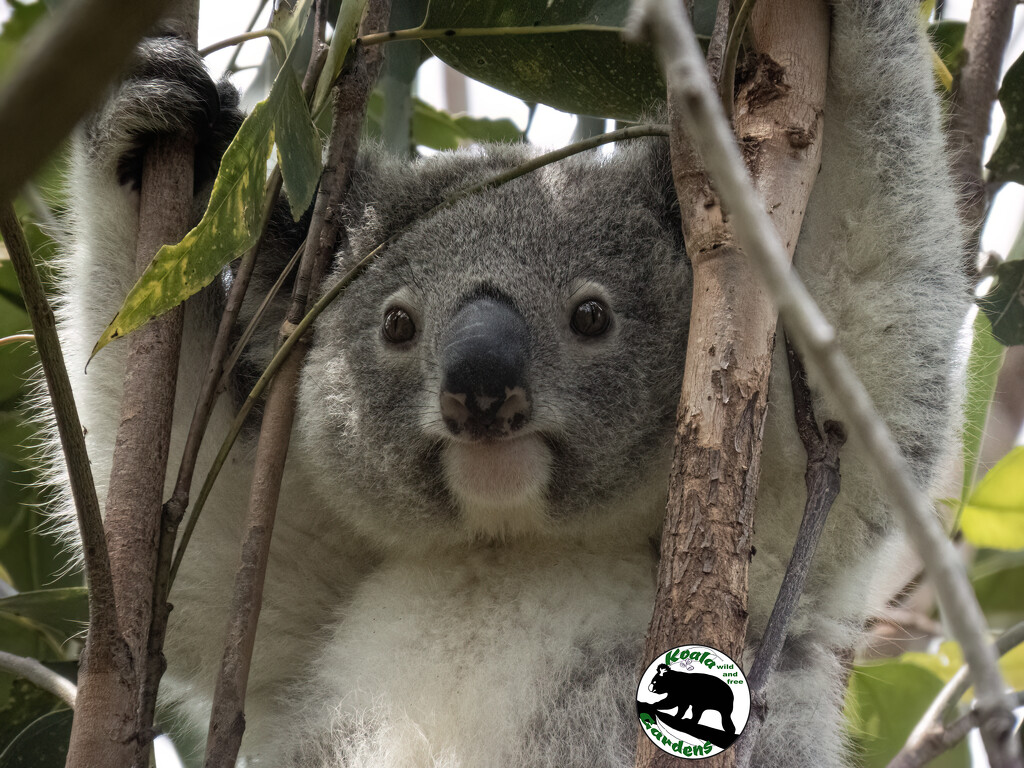 the last photo by koalagardens