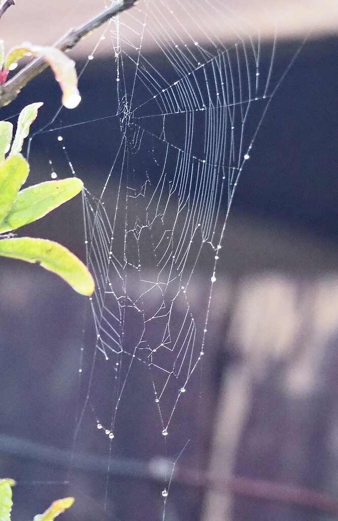 Spiders web by Dawn