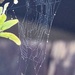 Spiders web by Dawn