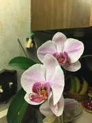 7th Jan 2024 - My dad's orchid is flowering again