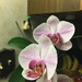 My dad's orchid is flowering again