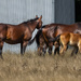 Foals by briaan