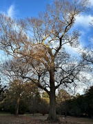 10th Jan 2024 - A very old and majestic oak in Hampton Park, one of the reasons I love the place so much.  It’s full of a variety of oak trees.