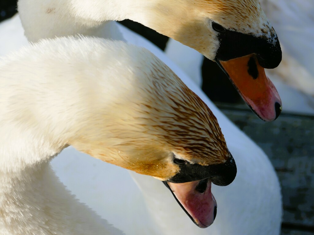 swan heads by cam365pix