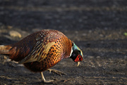 10th Jan 2024 - Why did the Pheasant cross the path?