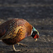 Why did the Pheasant cross the path? by whdarcyblueyondercouk