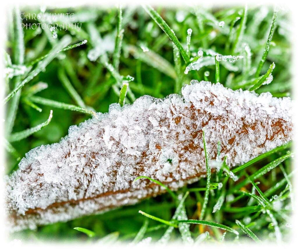 Frosty by carolmw