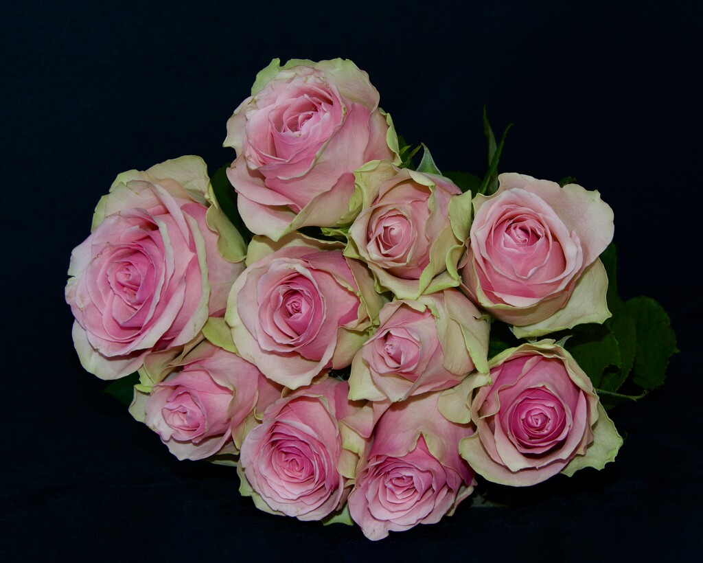 Anniversary Roses DSC_4522 by merrelyn
